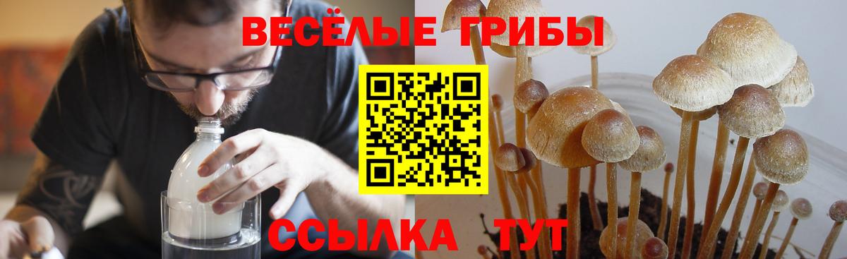 дарнет шоп  Псилоцибиновые грибы Cubensis  Вход с VPN  Армавир 